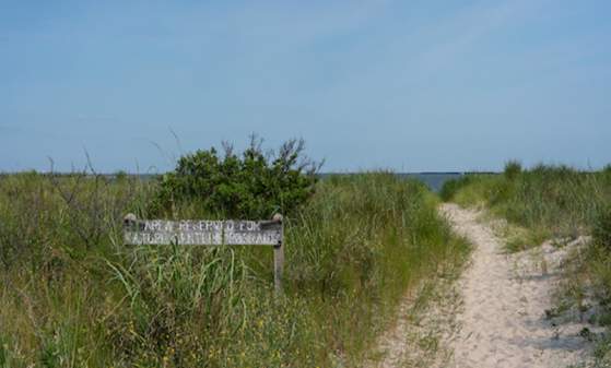 Nature Art in the Park