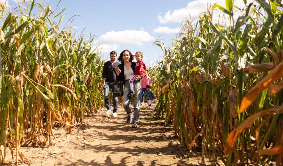 Family running through a Dexter corn maze