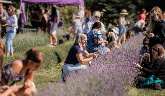 Everything to Know About Milan's Lavender Harvest Festival