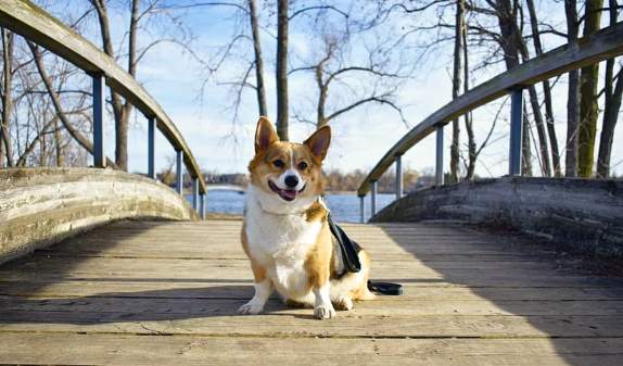 Pet-Friendly Ypsilanti: A Dog’s Guide to Tail-Wagging Fun
