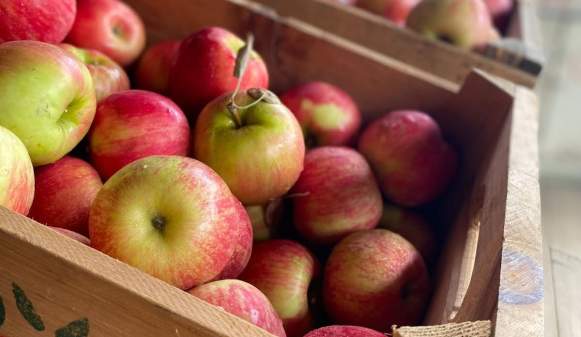Fall Apple Picking