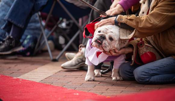 Howl'ween Dog Costume Contest