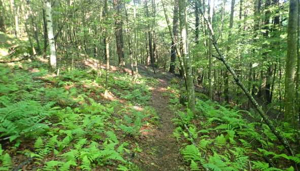 Cougar Nature Trails