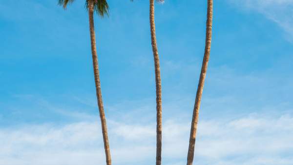 palm trees