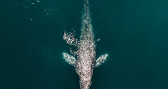 whale_on board dana wharf