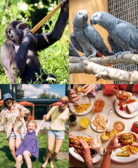 Gorilla, Parrots, Family at Mollie's, and food at Mollie's Diner (burgers and chips)