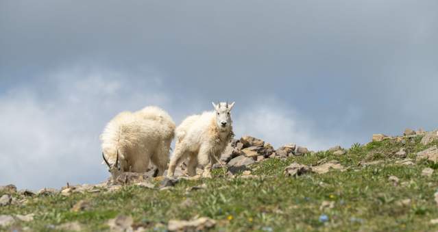 Mountain Goats