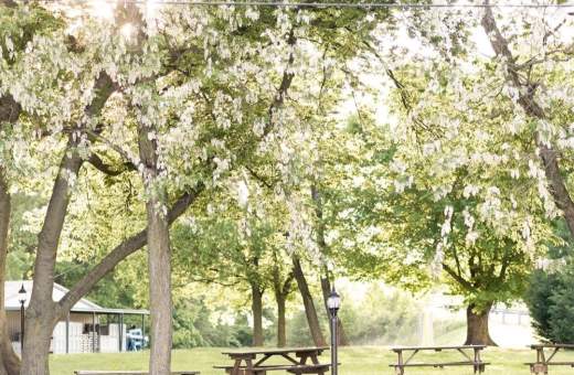 picnic tables under trees