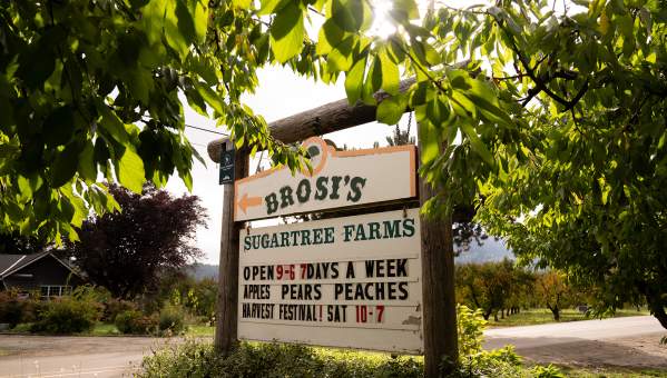 Brosi's Sugartree Farms