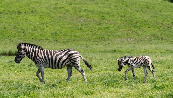 Zebras
