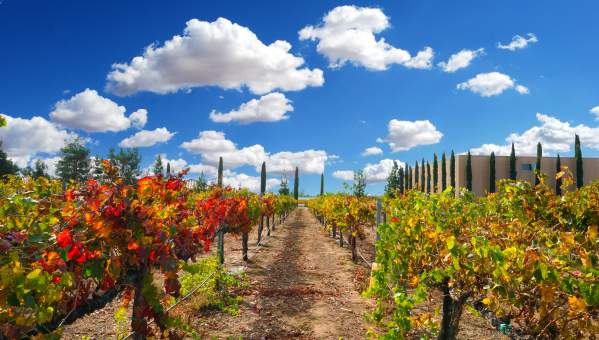 South Coast Fall Vineyards Foliage