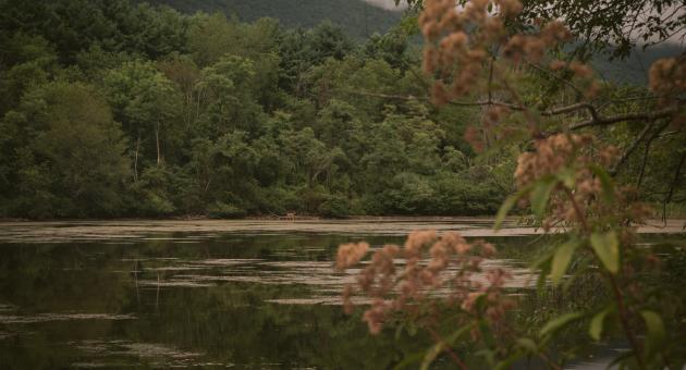 Rocky Gap State Park Mountain Biking Trails - Flintstone MD