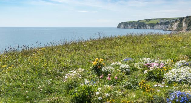 A coastal cliffside view features vibrant wildflowers in the foreground, a calm blue sea, and distant cliffs under a partly cloudy sky. Serene and refreshing.