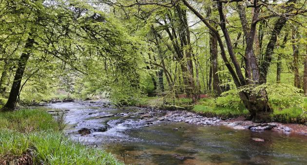 Bampton