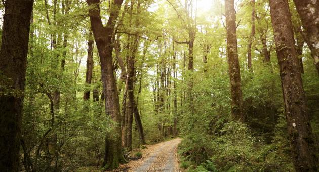 A sunlit forest with tall trees lining a narrow dirt path. The scene conveys tranquillity and warmth on a clear day, with sunlight filtering through the leaves