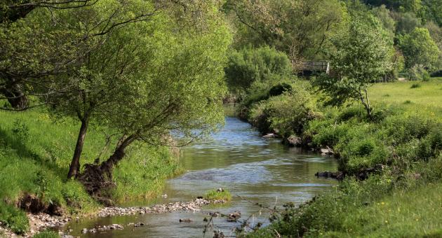 A tranquil stream curves through a lush green landscape, bordered by trees and grassy banks. Sunlight filters through leaves, creating a serene, peaceful scene.