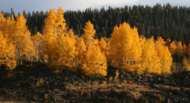 Yellow stands of aspens are found in the fall along the unpaved Navajo Lake Loop trail, around beautiful Navajo Lake.