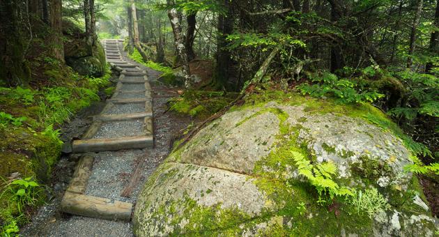 Forney Ridge Trail
