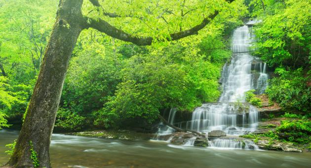 Tom Branch Falls