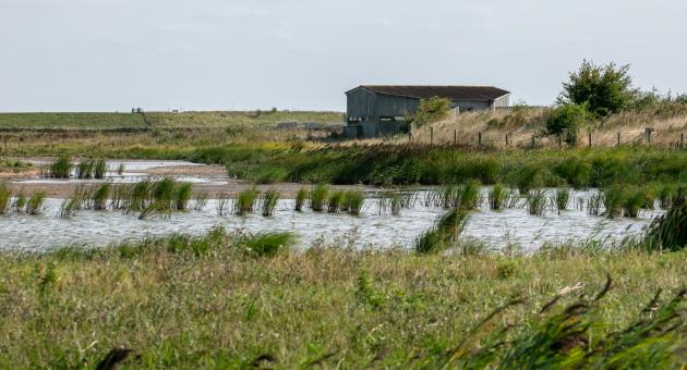 Green marshland with wooden birdwatching station