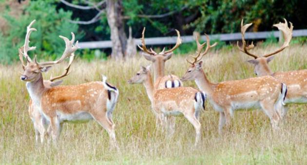 Bolderwood Deer Watch Trail