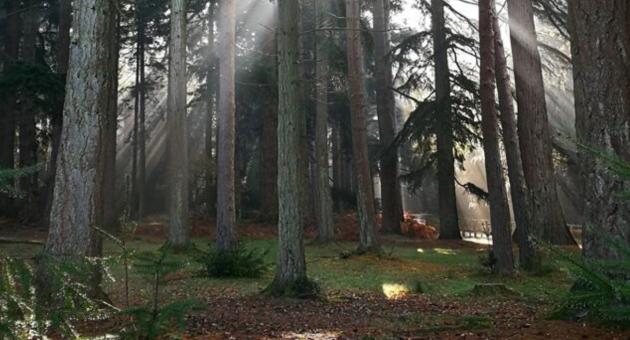 Bolderwood Jubilee Grove Trail