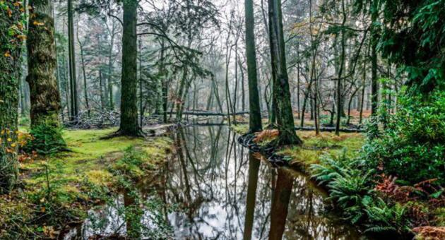 Blackwater: Tall Trees Arboretum Link