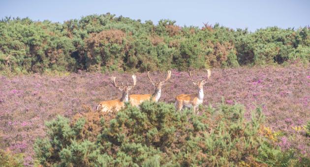 3 stag deer in the New Forest with heather in the background