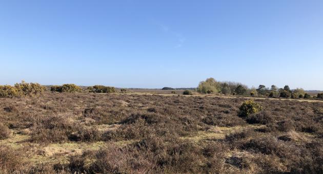 Heathland walk