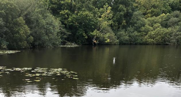 Eyeworth Pond
