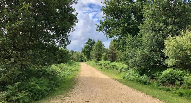 Rhinefield Cycle Path