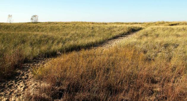 Cowles Bog Trail - Indiana Dunes National Park