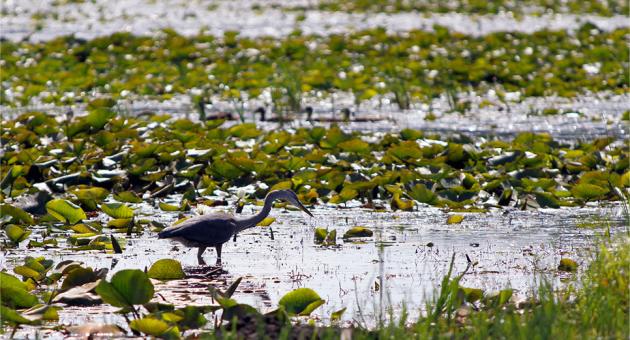 IN Dunes Natl Park photo - Blue Heron and ducks located at Long Lake