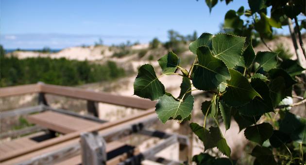 IN Dunes Natl Park photo - Cottonwood leaves along the Dune Succession Trail at West Beach