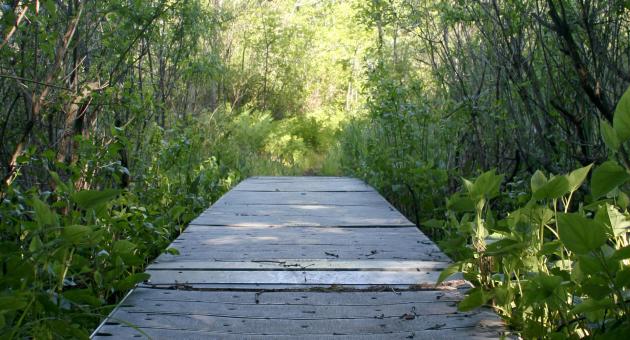 Pinhook Bog - Indiana Dunes National Park