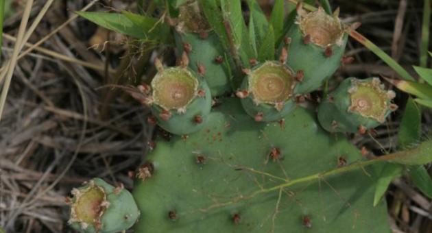 Prickly Pear Cactus by IN Dept Natural Resources