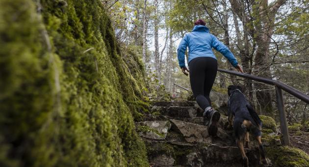 Hiker and dog climb trail steps to peak of Valentine Mountain