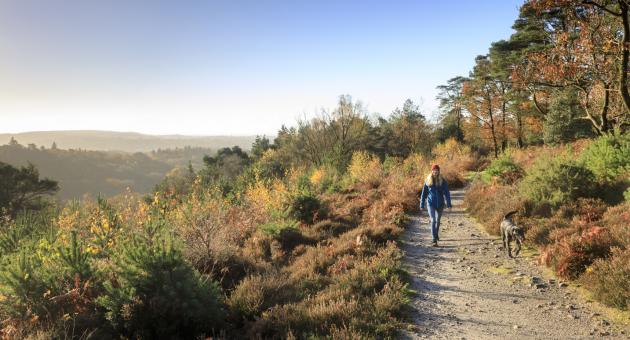 People walking their dog at Hindhead Commons and the Devil's Punch Bowl