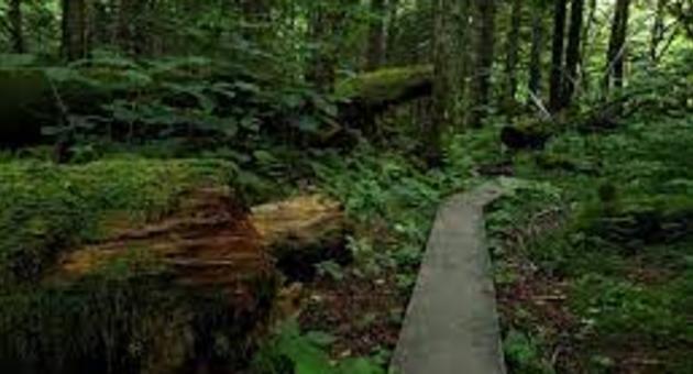 Spruce-Fir Nature Loop