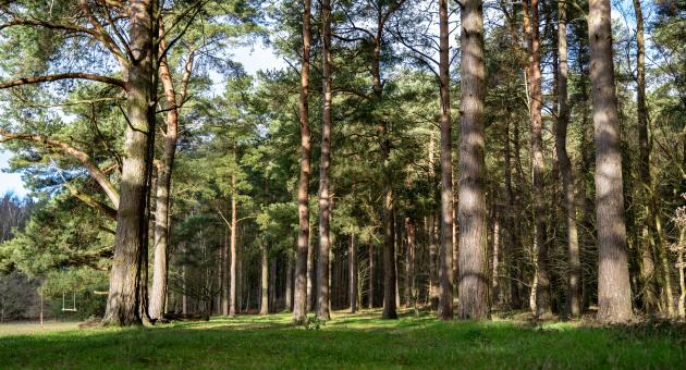 pine trees with sun shining through, grassy floor