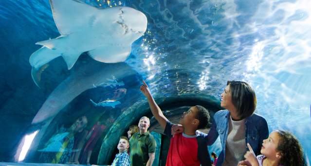 family looking at stingrays at Newport Aquarium in Cincinnati