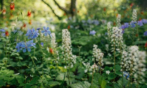 Mt Cuba Wild Flower Celebration