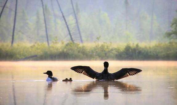 Family of Loons on a lake