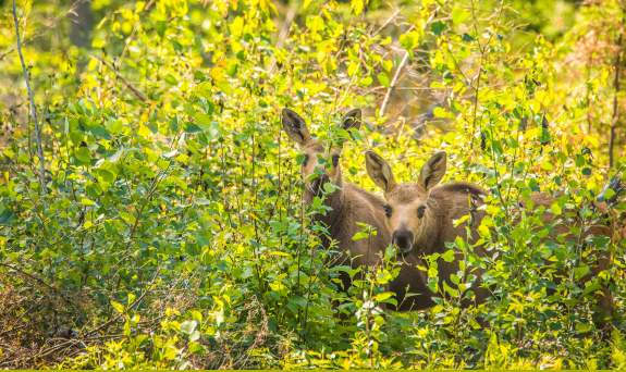 Two Moose Calves in the woods