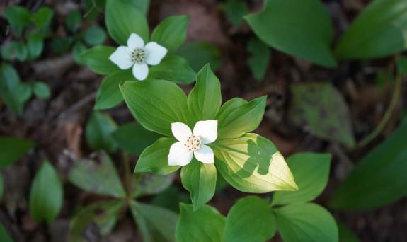 Star Flower by Kjersti Vick