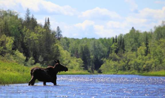 Moose standing in a lake