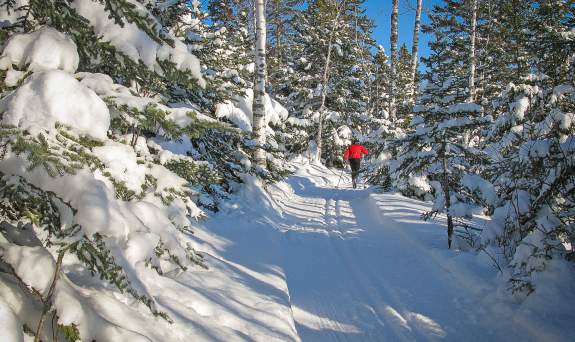 Cross-country skiing / skier