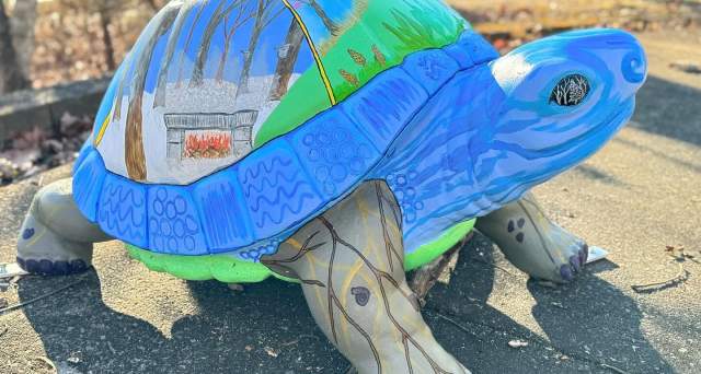 Turtle Walk