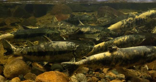 The Best Places to View Spawning Salmon on the Sunshine Coast
