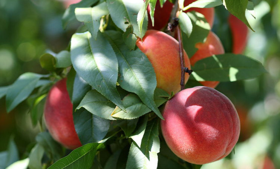 Peach Festival